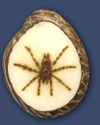 Spider Spider