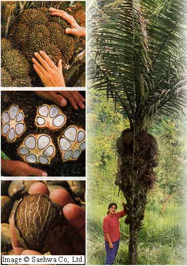Tagua Palm Tree