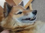 Foo face Foo face