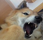 angryshiba2 angryshiba2