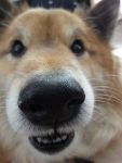 Derp dog Derp dog