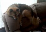 catdog catdog