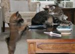 First day home: Show the cat who's boss. First day home: Show the cat who's boss.