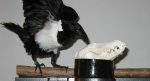 Carrion in my bowl!