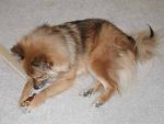 Kimahri chewing on a bone. Kimahri chewing on a bone.