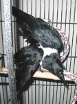 Crows are not the most graceful of birds. Crows are not the most graceful of birds.