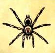 Spider Spider