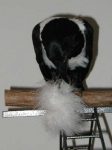 Zen isn't quite sure what to make of this ostrich feather fluff.
Zen isn't quite sure what to make of this ostrich feather fluff.
