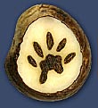 Otter Pawprint Otter Pawprint