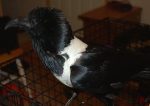 Seven, Zen's boyfriend, before his beak trim. He looks a bit like a honeycreeper! Seven, Zen's boyfriend, before his beak trim. He looks a bit like a honeycreeper!