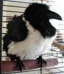 Black and white chicken bird! Black and white chicken bird!