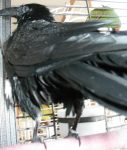 Bird butt! Bird butt!