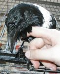 A little bit of a post-bath preening. A little bit of a post-bath preening.