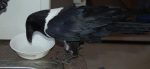 Crow on my countertops. Crow on my countertops.