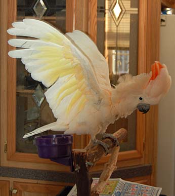 bird