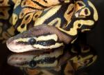 Female Pastel Ball Python, D-O-B 7/11/07 Female Pastel Ball Python, D-O-B 7/11/07