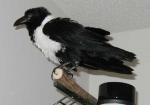 Floofy black chicken.