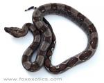 Type II Anerythristic Boa. Type II Anerythristic Boa.