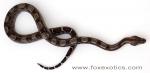 A perfect circleback Type II Anerythristic boa with interesting striping on her neck. A perfect circleback Type II Anerythristic boa with interesting striping on her neck.