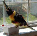 Tikka takes a bath on the windowsill. Shake shake shake! Tikka takes a bath on the windowsill. Shake shake shake!