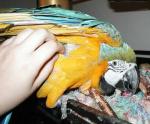 Ara loves to be pet. Ara loves to be pet.