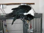 Zen preening after a bath.