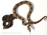 A comparison in size and coloration of a type II anerythristic baby boa (on left) and a columbian baby boa, normal coloration (on right). A comparison in size and coloration of a type II anerythristic baby boa (on left) and a columbian baby boa, normal coloration (on right).