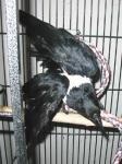 Crows are not the most graceful of birds.