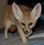 Indra stalking across a pee pad. Indra stalking across a pee pad.