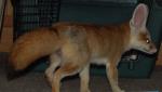 Indra's super fluffy tail! Indra's super fluffy tail!