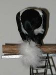 Zen isn't quite sure what to make of this ostrich feather fluff.
