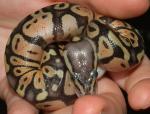Female Pastel Ball Python, D-O-B 7/11/07, just out of the egg. Female Pastel Ball Python, D-O-B 7/11/07, just out of the egg.