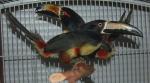 Tails up! Silly toucan sleeping position. Tails up! Silly toucan sleeping position.