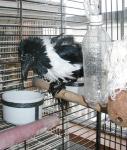 Wet and fluffy bath bird!