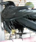 Bird butt!