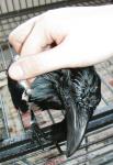 Wet crow.