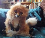 Kettu - Fox Doll Kettu - Fox Doll